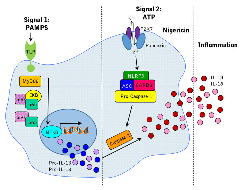 Caspase-1 Inflammasome