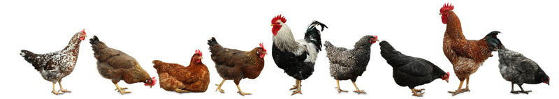 Chicken Polyclonals in Multiplex Immunofluorescence