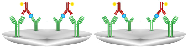 Secondary Antibody Issues are Often Overlooked in Immunochemistry