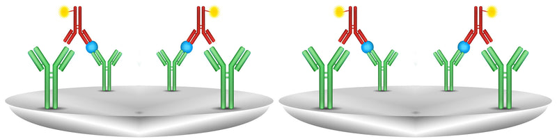 Secondary Antibody Issues are Often Overlooked in Immunochemistry