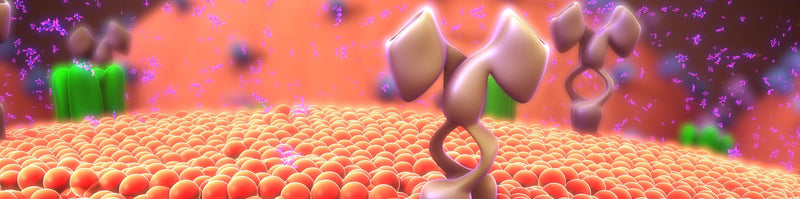 Why Recombinant Proteins Make Poor Antibody Validation Tools