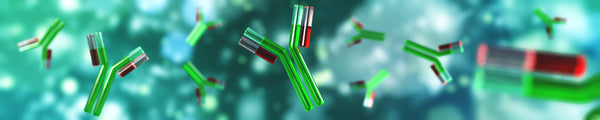 All Purified Antibodies are NOT Created Equal