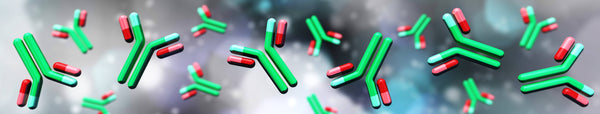 IgG molecules