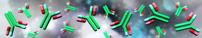 IgG molecules