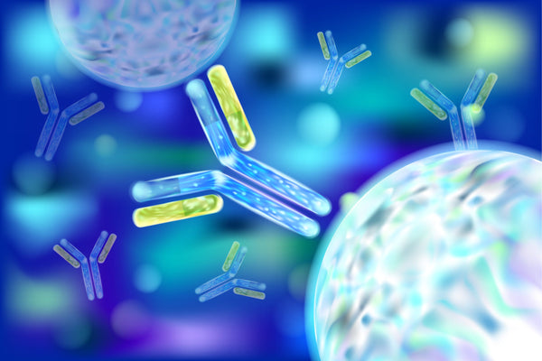 Immunoglobulin Antibodies