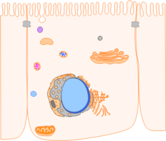 Lysozome Webinar Image