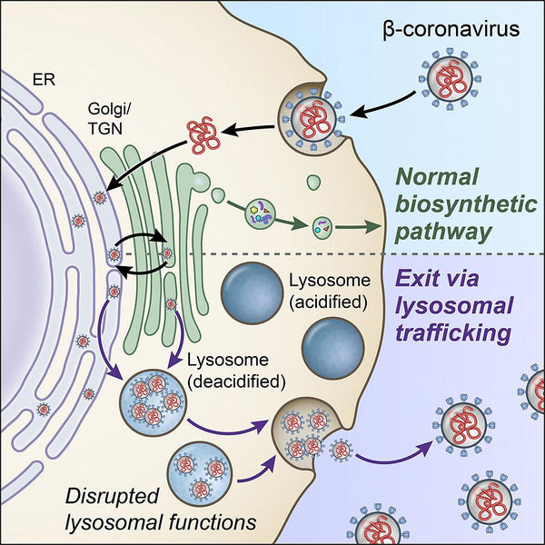 NIH Lysosome Image