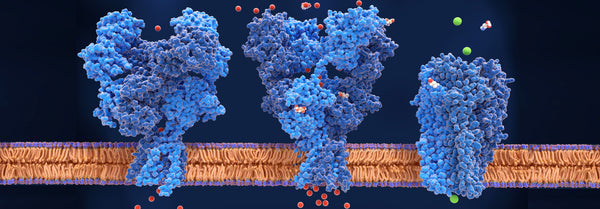 My Antibody Story – Part 2: From New York to NMDA or Red Meat, Oops