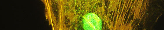 SOX2 Protein at Every Age: Embryonic Stem Cells, Pluripotency, and Plasticity