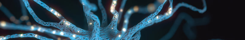 neuronal axon