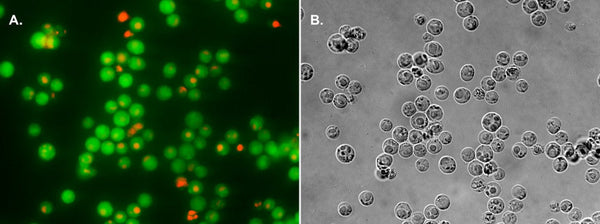 How Healthy is My Cell Culture? 3 Questions to Consider When Starting Your Experiment