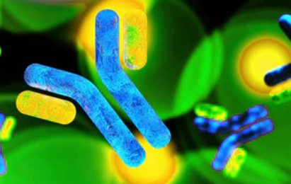 Antibody Conjugates Coming Soon!