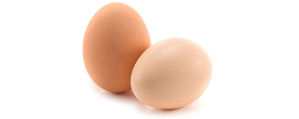 Custom Chicken Antibody Services Are Back!