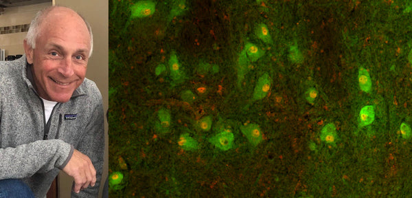 Antibodies Partners with Dr. Gregory Kapatos, Producer of Highly-Cited Mouse Monoclonal anti-Tyrosine Hydroxylase (LNC1), to Expand Product Portfolio