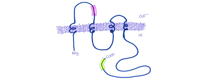 Custom Antibody Highlights: Pannexin-1 in non-neuronal cells of sensory ganglia plays a novel role in pain perception.