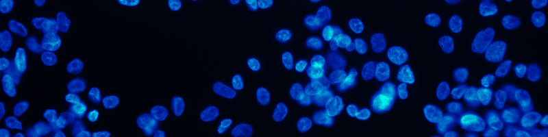 Article on Cell Health in Biocompare