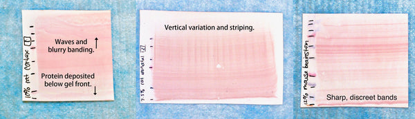 Western Blot Transfer Efficiency – The Good, the Bad, and the Ugly.