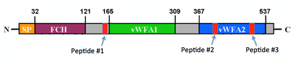 Custom Antibody Highlights: The Role of Cochlin and Cochlin-Binding Proteins in Glaucoma