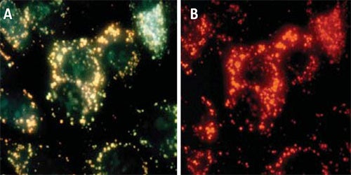 Cellular Imaging