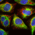 Immunolabeling of HeLa cells showing vesicular staining of LAMP1 protein (Cat. 1030-LAMP1, red, 1:2000) accumulated in swollen lysosomes, while Anti-Vimentin (Cat. 2105-VIM, green, 1:500) specifically labels the intermediate filament network in these cells. The blue stain is DAPI to reveal nuclear DNA.