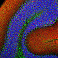 Immunofluorescence of rat cerebellum showing specific alpha-synuclein staining in synaptic regions in red and GFAP (Cat. 620-GFAP) in the cytoskeleton of glia and astrocytes in green. DNA is stained blue.
