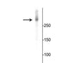 Western blot of mouse cortical lysate showing specific immunolabeling of the ~280 kDa MAP2 protein.