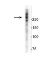 Western blot of rat cortical lysate showing specific immunolabeling of the ~280 kDa MAP2 protein.