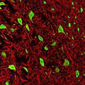 Immunofluorescence of a section of rat brain stem showing colabeled with Anti-MAP2 (Cat. 1100-MAP2, red, 1:5000) and Anti-FOX3 (Cat. 583-FOX3 , green, 1:1000). The Anti-FOX3 specifically labels the nuclei and the proximal cytoplasm of neuronal cells while the Anti-MAP2 labels