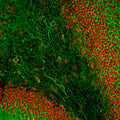 Immunofluorescence of a section of adult rat hippocampus section stained with Anti-MAP2C (Cat. 1101-MAP2C, green, 1:5,000) and an anti-FOX2 antibody (red). Following transcardial perfusion of rat with 4% paraformaldehyde, brain was post fixed for