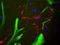 Immunostaining of cultured neonatal rat neurons and glia stained with anti-myelin basic protein antibody (Cat. 1120-MBP, red, 1:500). The blue stain is to identify nuclear DNA. Note the antibody stains the myelin basic protein located in