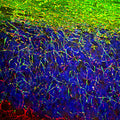 Immunofluorescence of a section of rat cerebellum showing specific labeling of myelin basic protein (Cat. 1120-MBP, 1:5000, green) in the oligodendrocytes and myelin sheathes around axons. The section is colabeled with Anti-NFL (red) labeling dendrites and