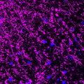 Immunofluorescence of a perpendicular section from mouse spinal cord gray matter (upper left corner) and white matter (lower right corner) labeling myelin basic protein (Cat. :1120-MBP, magenta, 1:500) from oligodendrocytes and myelin sheaths. The blue is DAPI counterstaining nuclear DNA. Image kindly provided by Dr. Rodolfo