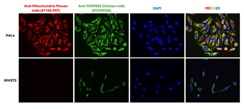 Immunofluorescent staining of HeLa and NIH3T3 cells using PhosphoSolutions anti-Mitochondria (human specific) mouse monoclonal antibody [113-1](Cat No. 1155-MIT) and Aves Labs chicken anti-TOMM20 antibody (Cat No. TOMM20). The cells were fixed with 3% paraformaldehyde, washed with PBS, and blocked/permeabilized with 5% non-fat milk powder in PBST. The anti-Mitochondria antibody (Cat No. 1155-MIT) and the anti-TOMM20 antibody were incubated with the sample at a dilution of 1:800 and 1:200, respectively, at 4°C overnight. After washing with PBST, the cells were stained using goat anti-mouse IgY CF488 secondary antibody (Cat No. 80-1001-488) (green) and goat anti-mouse 594 secondary antibody (red). The staining revealed a complete overlap between the signal from the chicken anti-TOMM20 antibody and the mouse anti-Mitochondria antibody specifically in the cell mitochondria only in HeLa cells. The cells were mounted with Antibodies Incorporated Fluoroshield with DAPI mounting medium (Cat No. AR-6501). DAPI nuclear stain (blue) shows cell nuclei.