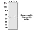 Western blot detection of a human-specific mitochondria protein in HeLa (lanes 1, 3) and NIH3T3 (lanes 2, 4) cell lysates using Aves Labs anti-Mitochondria chicken recombinant antibody [113-1](Cat No. 78-607) and PhosphoSolutions anti-Mitochondria mouse monoclonal antibody [113-1] (Cat No. 1155-MIT). 4-12% Bis-Tris gel was loaded with 20 ug of HeLa and NIH3T3 cell lysates. Proteins were transferred to PVDF membrane and blocked with 5% non-fat milk powder. Anti-Mitochondria chicken (Cat No. 78-607) (lanes 1, 2) and anti-Mitochondria mouse (Cat No. 1155-MIT) (lanes 3, 4) antibodies were incubated with the membrane at a concentration of 1:1000 (1ug/ml). The primary antibodies were then detected via chemiluminescence (6 seconds) using a goat anti-Chicken H+L, HRP conjugated (lanes 1, 2) or goat anti-mouse H+L, HRP conjugated (lanes 3, 4) secondary antibodies. Anti-Mitochondria chicken and mouse antibodies recognize a non-glycosylated protein component of mitochondria only in human HeLa cell lysates and not in mouse NIH3T3 cell lysates at ~60 kDa.