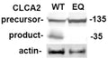 Immunoblot of wildtype (WT) and E165Q (EQ) cell lines used in the analysis. Blot: anti-Flag and anti-actin (Cat. 125-ACT) antibodies. Ix