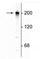 Western blot of rat cortical lysate showing specific immunolabeling of the ~200 kDa NF-H protein.