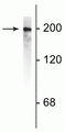 Western blot of rat cortical lysate showing specific immunolabeling of the ~200 kDa NF-H protein.