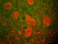 Immunofluorescence of a section of rat spinal cord labeled with anti-UCHL1 (Cat. 2060-UCHL1, 1:500, red) and anti-Neurofilament H (Cat. 1451-NFH, 1:25,000, green). The large cells are alpha-motorneurons and UCHL1 fills the cytoplasm of their perikarya and dendrites.
