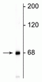 Western blot of rat cortical lysate showing specific immunolabeling of the ~68 kDa NF-L protein.