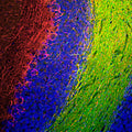 Immunofluorescence of a section of rat cerebellum labeled with anti-Neurofilament-M (Cat. 1455-NFM, 1:1000, red) and anti-CNP (green). The anti-NFM labels the network of axons of basket neurons and other neurons. The blue