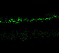 Immunostaining of rabbit retina showing NR2A in the rod and cone photoreceptors in the outer plexiform layer as well as the entire inner plexiform layer.