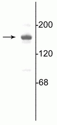 Western blot of 10 µg of rat hippocampal lysate showing specific immunolabeling of the ~180 kDa NR2A subunit of the NMDA receptor.