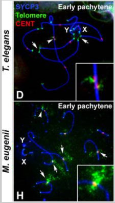 Localization of telomeric sequences in Thylamys elegans and Macropus eugenii. Spread spermatocytes were labeled with antibodies against SYCP3 (blue), centromeric proteins (cat. 15-234, 1:50; red) and telomeric sequences (green) in (D) and (H). Image from publication CC-BY-4.0. PMID:37181752