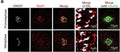 Confocal imaging and quantification of Plk1 signal intensities at centrosomes and kinetochores (Cat. 15-234) after treating HeLa cells with DMSO or 10 μM of Allopole for 2 h. Arrowheads, centrosomes; arrows, misaligned chromosomes. Signal