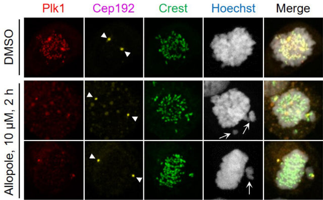 Confocal imaging and quantification of Plk1 signal intensities at centrosomes and kinetochores (cat. 15-234) after treating HeLa cells with DMSO or 10 μM of Allopole for 2 h. Arrowheads, centrosomes; arrows, misaligned chromosomes. Signal intensities were quantified from both centrosome signals and randomly chosen three to four kinetochore signals per cell for a total of greater than or equal to 18 cells/experiment. Image from publication CC-BY-4.0. PMID:37603740