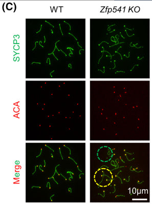 Immunostaining with anti-centromere antibody ACA to show centromeres in detached chromosome ends in Zfp541 KO pachytene spermatocytes. Image from publication CC-BY-4.0. PMID:37921559