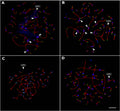 Immunostaining with anti-centromere antibody ACA to show centromeres in detached chromosome ends in Zfp541 KO pachytene spermatocytes. Image from publication CC-BY-4.0. PMID:37921559