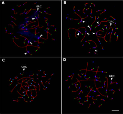 Pachytene spermatocytes of linnet (A), bullfinch (B), siskin (C), and goldfinch (D) after immunolocalization of SYCP3 (red), MLH1 (green) and centromere proteins (blue). Arrowheads indicate metapolycentromeres and GRC. Image from publication CC-BY-4.0. PMID:38066976