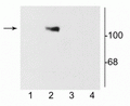 Western blot of 10 µg of HEK 293 cells showing specific immunolabeling of the ~120 kDa NR1 subunit of the NMDA receptor containing the C2 splice variant insert (lane 2). 1) HEK cells without NR1 expression; 2) NR1 subunit containing only the C2 Insert; 3) NR1 subunit containing the C1 and C2' insert; 4) NR1 subunit containing the N1 and C2' insert.