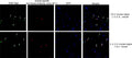 An illustration differentiating mouse and human oligodendrocytes in the process of glial humanization of a mouse brain model used to study HIV-1 infection. Immunoflourescence of paraffin embedded chimeric mouse brain 5-µm thick tissue section immunolabeling oligodendrocytes with anti-OLIG2 antibody (Cat. 1538-OLIG2, 1:500, green) and a human specific anti-nuclei antibody(clone 3E1.3). The blue stain is DAPI. Images courtesy Larisa Poluektova, University of